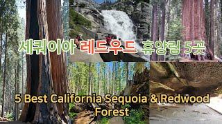 캘리포니아에서 꼭 봐야할 세쿼이아 레드우드 숲 5 Best California Sequoia Redwood Forest