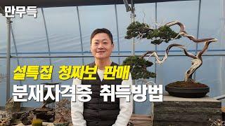 135. 설 특집 청짜보 판매 / 분재 자격증 취득 방법