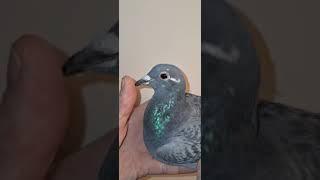 24 8603372 HERMAN HUP OLR PIGEONS PIGEONCOM AUCTION 2024-2025