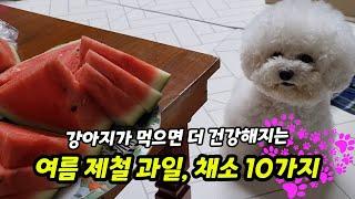 강아지가 먹으면 좋은 여름 제철 과일과 채소 10가지! 【feat. 강아지에게 보약입니다.】