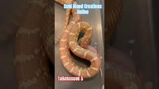 Tallahassee 5 Cold Blood Creations #coldbloodcreations #snake #kingsnake