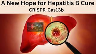 CRISPR Cas13b Inhibition of Hepatitis B Virus | A New Hope for Hepatitis B Cure