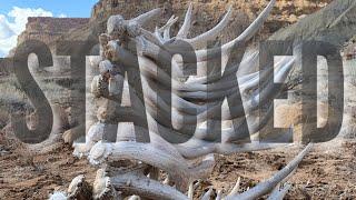 SHED HUNTING 2021- 21 MULE DEER SHEDS IN A DAY!