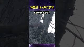 '다람쥐'의 가출한 자식 검거.