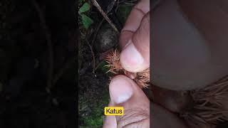 katus