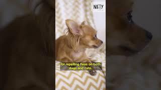 Essential Oils For Fleas: A Journey Towards Pet Wellness #niftywellness #essentialoilsforfleas