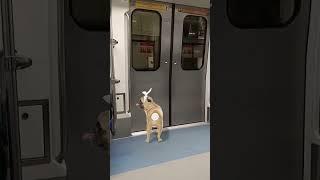 Cute dog Dance #metro train ️#Masti#Short#Viral#Like