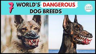 Top 7 Dangerous Dog Breeds that are Banned around the World. || Monkoodog