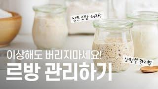 르방 관리 이 영상만 따라하세요! 사워도우, 발효종 관리하는 법 How to maintain sourdough starter