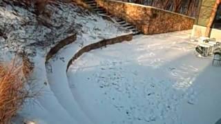 Snow Reveals Visitors to NWF's Backyard