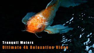 Tranquil Waters: 3-Hour Koi Fish Serenity | Majestic 4K Relaxation Video