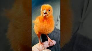 Wow cutie colour chicken video | hen  baby cutie sound | mugi ke chuze ke awaz #birds #wildlife