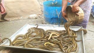 Eel Fish - কুচিয়া মাছ চাষ করে ১ লক্ষ ৫০ হাজার টাকা আয় করা সম্ভব ৫ কাঠা পুকুরে - Kuchia Fish Farm