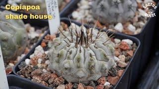 Hard growing Copiapoa in Oceanside California #cactusquest #copiapoa