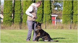 Cheerful & Correct Obedience Work! | Kraftwerk K9 German Shepherds