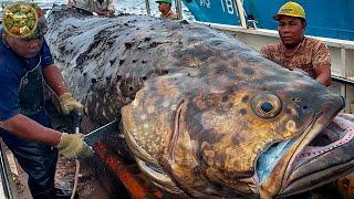 Giant Grouper Cutting Master, How to cut giant grouper into the best sashimi - Emison Newman