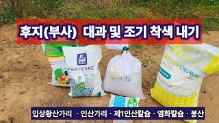 부사(만생종) 대과(큰과일) 및 조기 착색 관리