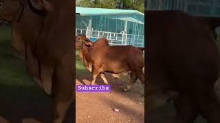 Heppy Brahman bull in Thailand big cow farming #trending #viral #cow_farming #cattlefarming #shorts