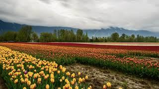 tulips plantation in agriculture field|| 4k Free stock ( no copyright video)