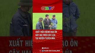 Xuất hiện bệnh đạo ôn gây hại trên cây lúa tại huyện Tuyên Hóa| QBTV #shorts