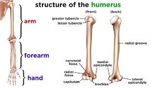 The Skeletal System