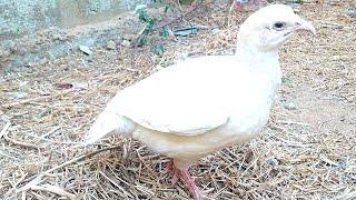 White Teetar is the common name of White Franoclin