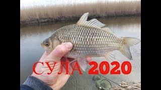 Сула 2020. Ловля плотвы. Драчки. Горошино.