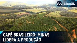 SBT Brasil exibirá série sobre o café brasileiro aos sábados | SBT Brasil (16/11/24)