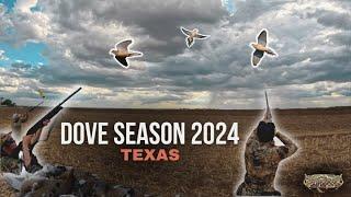 6-MAN LIMIT | Dove Hunting Sunflower Fields in TEXAS!