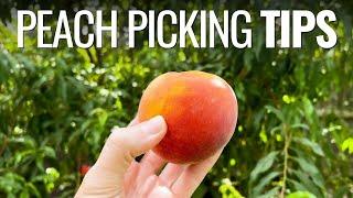 Are Your Peaches Ready to Pick? Tips for Perfect Timing