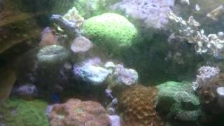 15year old reef tank jam packed with coral, rarely maintained