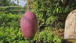 yuwen mango plant with fruits