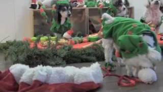 Muttville Senior Dog Rescue presents "A Christmas Tail"