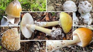 Essbare Knollenblätterpilze? Ist das der giftige Knollenblätterpilz? Grundwissen zur Gattung Amanita