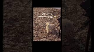 견생첫캠핑️ #반려견 #말티푸 #말티푸토리 #토리의여행 #토리 #토리캠핑 #캠핑하는강아지 #campingdog #puppy #pets #cutedog