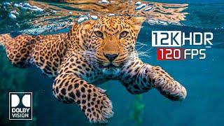 The Clarity 12K HDR 120 fps Dolby Vision (12K Video) #12k #hdr #8k