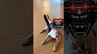 Sigma cat #edit