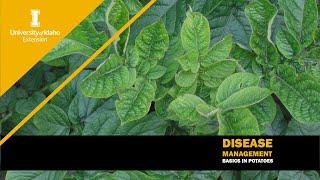 Disease Management Basics in Potatoes