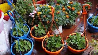 नये पौधों की  Repotting |winter flowering plant repotting| balcony garden