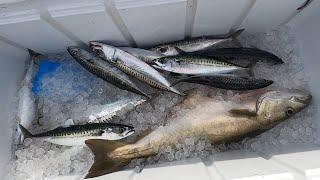 A Beautiful Day Fishing ! Mackerel & Pollock - Boat Fishing UK