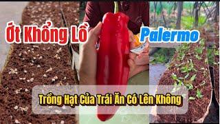 Mua & Trồng Ớt Ngọt Trái Cây Palermo Tại Nhà | Ớt Palermo - Trồng Ớt Từ Hạt