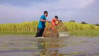 Village Ponds In Amazing Fish Catching | Amazing Polo Fishing | Mr Fun Box 34