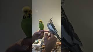 Two birds hanging out #home #pets #cute #wildlife #animal #fly #nye #nature #partners #buddies