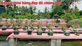 Dàn bonsai mini đủ chủng loại hàng đẹp để bàn.#0975282803