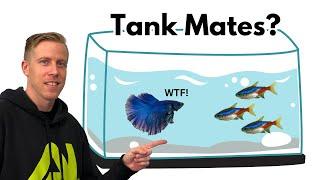 Can Betta Fish Live with Neon Tetras? REACTION