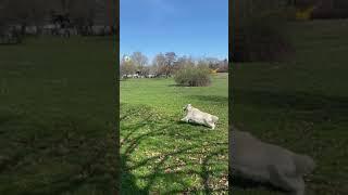 TY-T6 Drone - Buyer's video, dog is happy