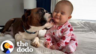 Boxers Jump On Their Sisters Crib To Greet Her Every Morning | The Dodo