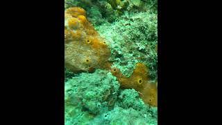 Sea sponge on coralhead. #reef #underwater #reefscape #coralreef #sponge #seasponge #orangesponge