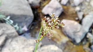 Juncus alpinoarticulatus (Alpine rush)