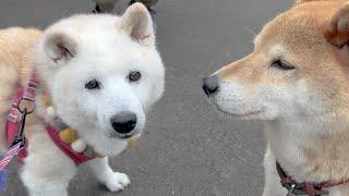 やっぱり柴犬あいたんは世界一可愛い。